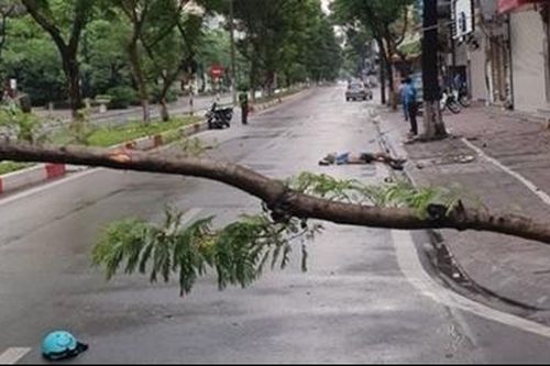 Tin thêm về vụ tử vong do đâm xe vào cây đổ ngang đường