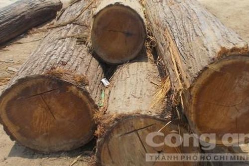Gỗ vi phạm 'chạy tọt' về nhà chủ tịch xã