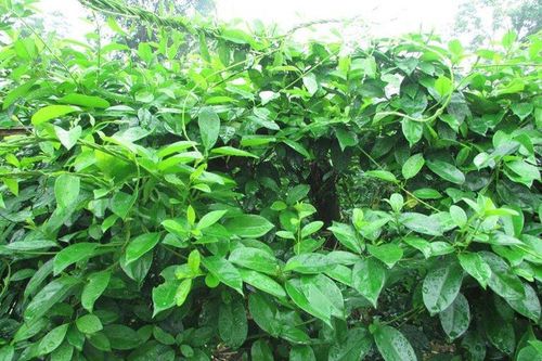Tìm ra 2 hoạt chất mới giúp hạ đường huyết cực mạnh
