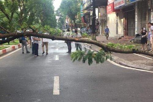 Hà Nội: Cây đổ ngang đường lúc rạng sáng khiến 1 người đàn ông tử vong