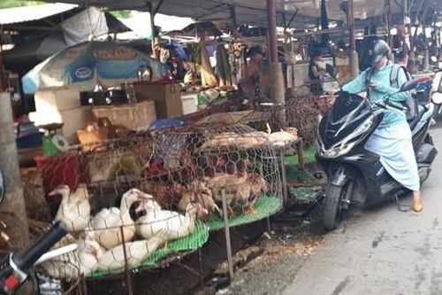 Kinh hoàng cảnh giết mổ gia cầm trên nền đất hôi tanh, cáu bẩn ở Thủ đô