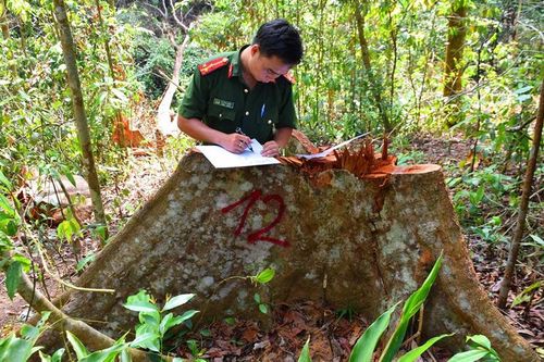 Vụ phá rừng đầu nguồn Sông Ví (H. Bắc Trà My, Quảng Nam): Vận động nhân dân tố giác đối tượng vi phạm để điều tra, xử lý
