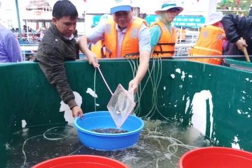 An Giang: Thả hơn 15 tấn cá bản địa về môi trường thiên nhiên