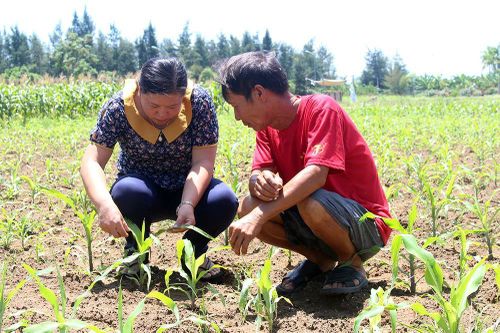 Nghệ An: Sâu keo mùa thu tàn phá hàng nghìn ha ngô