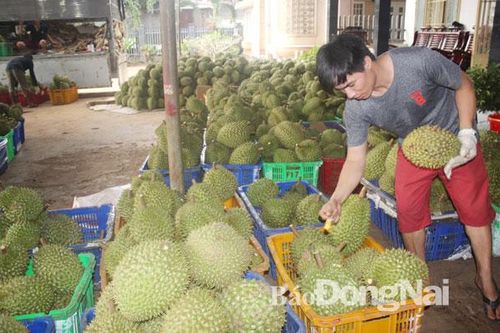 Hội nhập: Nông dân cần thay đổi tư duy sản xuất