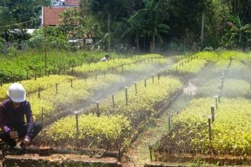 Kinh tế Nông nghiệp - Nông thôn Cây giống héo úa, nguy cơ trễ vụ trồng rừng
