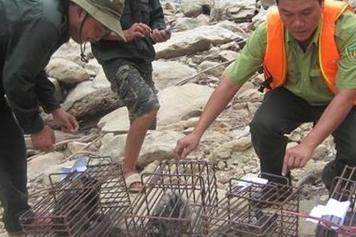 Cứu hộ, thả nhiều cá thể động vật quý hiếm trở lại tự nhiên