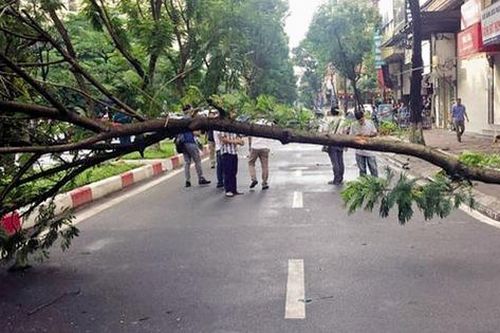 Cây phượng đổ làm chết người ở Hà Nội: Nỗi lo nơm nớp mùa mưa bão