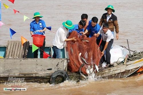 Thả gần 15 tấn cá về thiên nhiên để tái tạo nguồn thủy sản