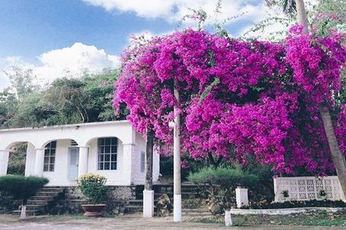 'Thuyền trăng Hàn Mặc Tử' ở làng phong Quy Hòa