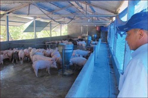 Thừa Thiên - Huế phát triển nông nghiệp ứng dụng công nghệ cao