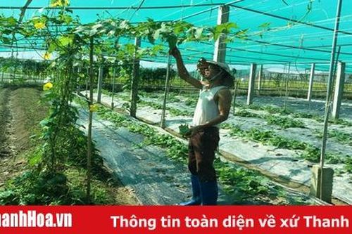 Xã Phú Nhuận phát triển 4.000 m2 nhà lưới trồng rau an toàn