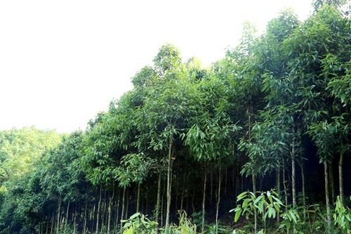 Nông dân 'còng lưng' nuôi… doanh nghiệp
