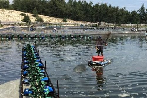Kinh tế Nông nghiệp - Nông thôn Nuôi tôm vụ hè: Sản lượng thấp, nhiều hộ thua lỗ