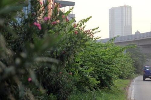 Cỏ mọc um tùm, nhếch nhác dưới đường sắt Cát Linh - Hà Đông