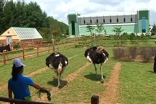 Bên trong trang trại đà điểu của Triều Tiên tại Bình Nhưỡng