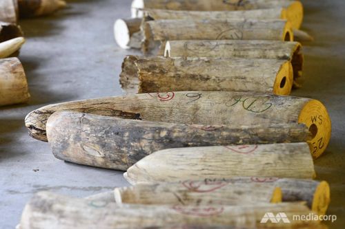 Singapore cấm hoạt động buôn bán ngà voi từ 2021