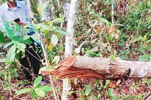 Bắc Kạn: Khai trừ Đảng hàng chục đảng viên vi phạm