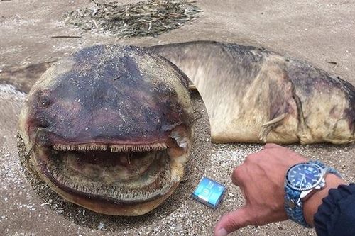 Kinh hoàng phát hiện cá trê khổng lồ với hằm răng sắc nhọn dạt bờ sông