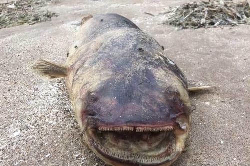 'Thủy quái' răng nhọn hoắt dạt bờ sông Volga