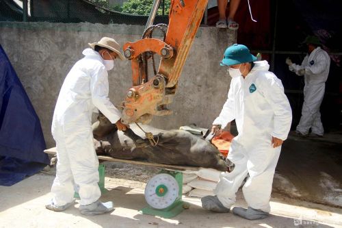 Nam Đàn tiêu hủy gấp đàn lợn tại điểm dịch mới bùng phát