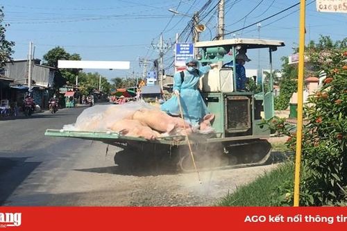An Giang: 10 huyện, thị xã, thành phố xảy ra dịch tả heo Châu Phi
