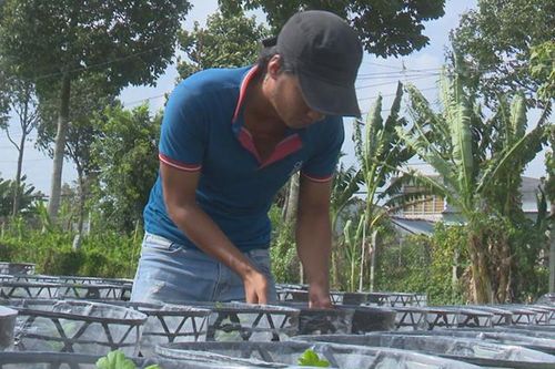 Nông dân làng hoa Sa Đéc khởi động vụ hoa Tết