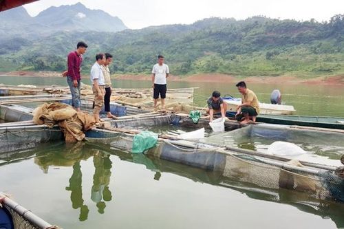 Triển vọng nuôi cá tầm trong lồng bè