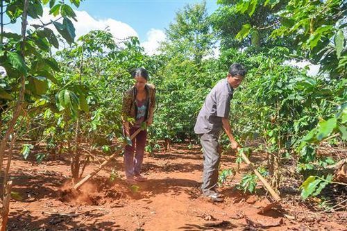 Toàn tỉnh đã tái canh 700 ha cây cà phê
