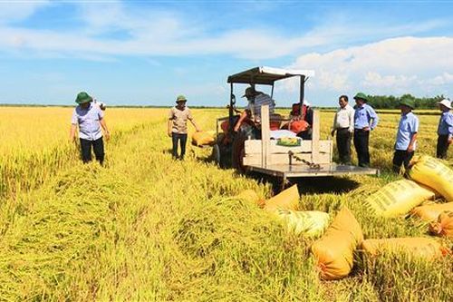 Hải Lăng: Năng suất lúa vụ Hè thu năm 2019 ước đạt hơn 60 tạ/ha