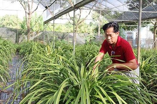 Phát triển nông nghiệp gắn với du lịch ở HTX Hoa Mộc Châu