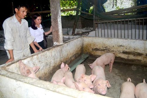 Agribank Tuyên Quang đồng hành cùng người chăn nuôi lợn