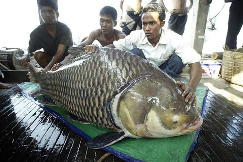 Đập thủy điện làm đổi dòng chảy, 'thủy quái' Mekong bên bờ tuyệt chủng