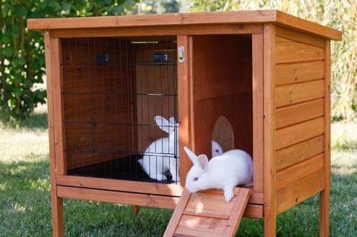 Câu đố xác định màu chuồng thỏ