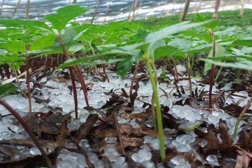 Mưa đá lần đầu tiên xuất hiện tại Si Ma Cai