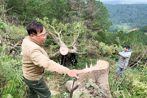 Bắt quả tang 11 đối tượng ngang nhiên chặt hạ cây rừng giữa ban ngày
