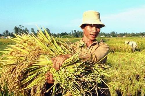 Doanh thu bảo hiểm cho các loại cây trồng, vật nuôi đạt 400 tỷ đồng