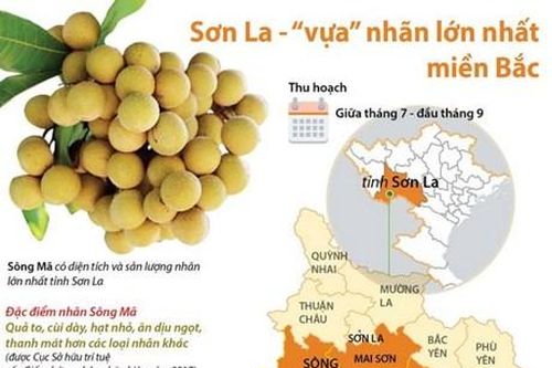 Sơn La - 'vựa' nhãn lớn nhất ở khu vực miền Bắc