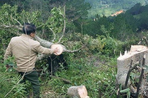 Triệu tập đối tượng thuê 11 người phá rừng phòng hộ tại thành phố Đà Lạt