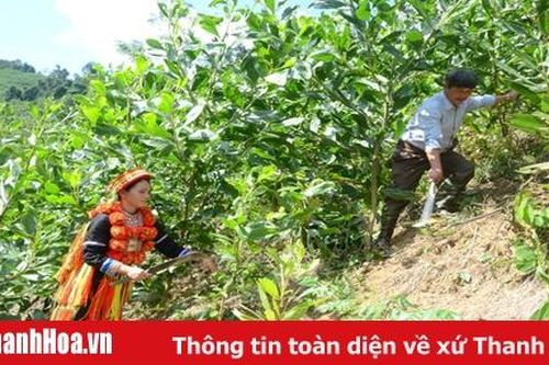 Hơn 1 nghìn tấn gạo hỗ trợ đồng bào dân tộc thiểu số cho công tác bảo vệ, phát triển rừng