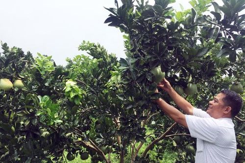 Mùa quả ngọt bên sông