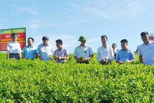 Đánh giá hiệu quả phân bón NPK chuyên dụng cho cây chè, cây cam