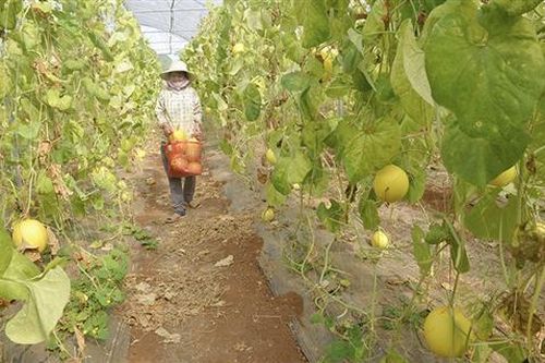 Vĩnh Linh chú trọng phát triển, nâng cao giá trị nông sản chủ lực