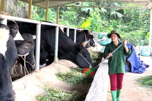 Phát triển chăn nuôi đại gia súc: Đường lớn đã mở!