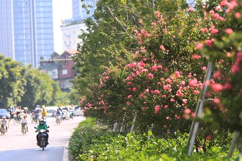 Ngắm hoa tường vi cánh mỏng giữa lòng Thủ đô
