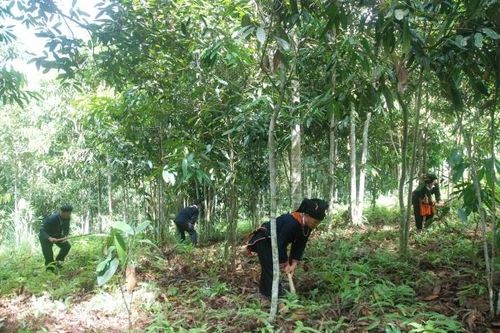 Phong Dụ Thượng đổi thay từ trồng quế sạch
