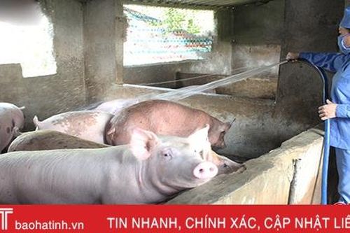 Hà Tĩnh: 17 địa phương tạm thời khống chế được dịch tả lợn châu Phi