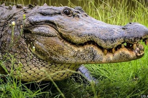 Người phụ nữ bị cá sấu cắn khi đang dắt chó cưng đi dạo