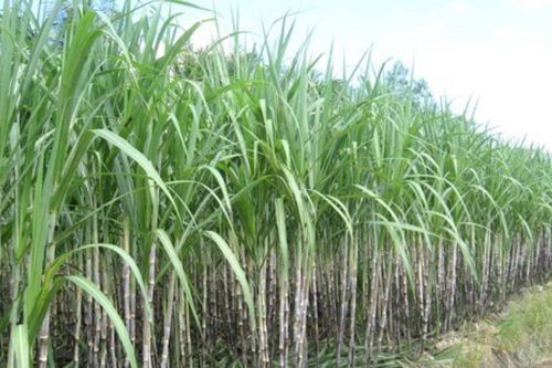Doanh nghiệp ngành mía đường hoang mang trước nguy cơ đóng cửa