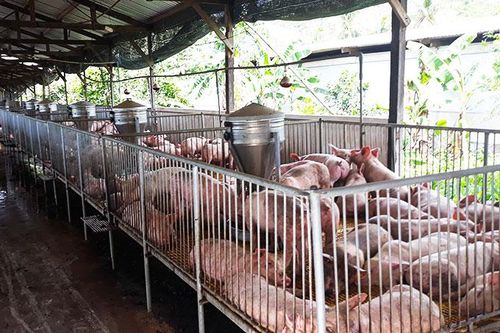 Trại heo gây ô nhiễm